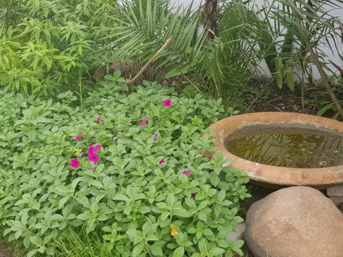 a garden with pink flowers and a bird bath at Outeniqua en Route in George