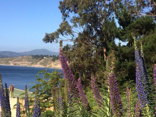 a bunch of purple flowers in front of a body of water at Bahía Pelícanos in Ventanas