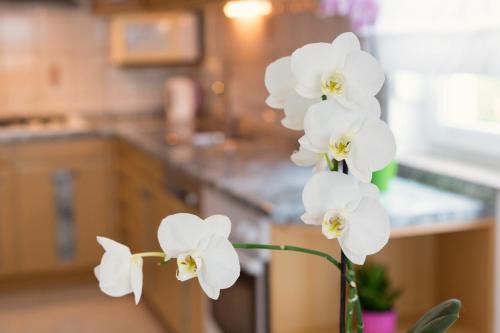 a vase with white flowers in a kitchen at Apartments Contessa in Novigrad Istria