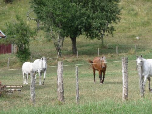 a group of horses in a field behind a fence at 2 chambres d'hôtes privées louées séparément avec communs à partager in Beaufort