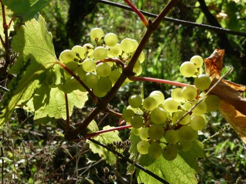 a bunch of green grapes hanging from a tree at 2 chambres d'hôtes privées louées séparément avec communs à partager in Beaufort