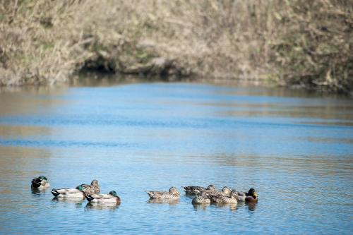 a group of ducks swimming in the water at Villa Giummarito in Scicli