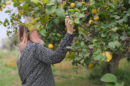 a woman is picking oranges from a tree at Villa Giummarito in Scicli