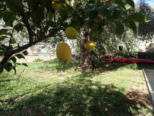 Jardín al aire libre en Casetta al Mare