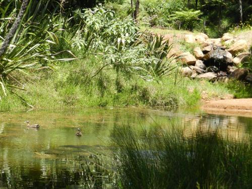a couple of ducks swimming in a pond at Puketotara Lodge in Kerikeri