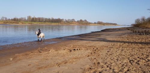 a person riding a horse on a beach near the water at Elbhus Hamburg in Moorwerder