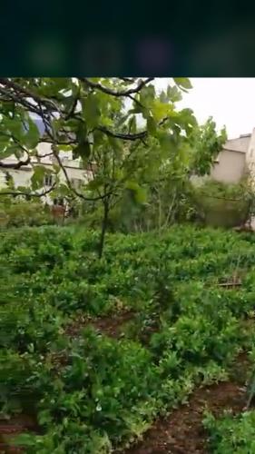 a field of plants with a tree in the background at Taza Organic Garden with view park and restaurant in Taza