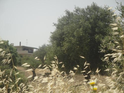 a tree in the middle of a field with flowers at Stan&Family in Kalavárda