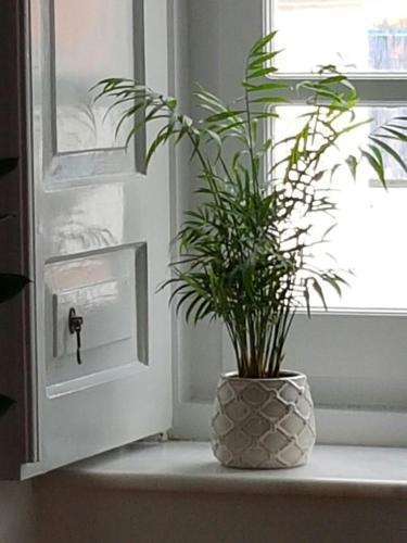 a plant in a vase sitting on a window sill at Blue Sky - Hydra Memories House in Hydra