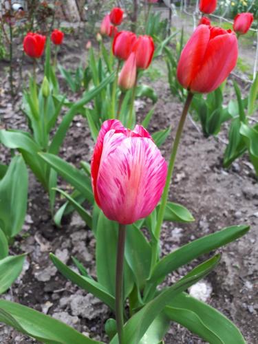 a pink flower in front of a group of red flowers at Narek B&B in Goris