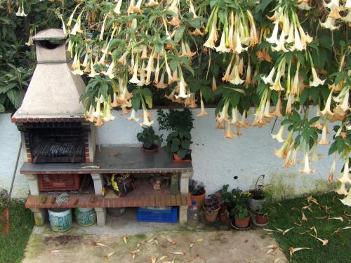 a bunch of bunches of flowers hanging from a tree at A casa da Maria in Luz de Tavira