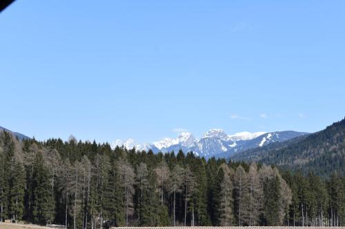 a forest of trees with mountains in the background at Residence Tamperhof in San Candido