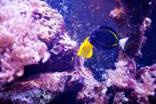 a blue and yellow fish in an aquarium at Hotel Ambiente Wellness & Spa in Karlovy Vary