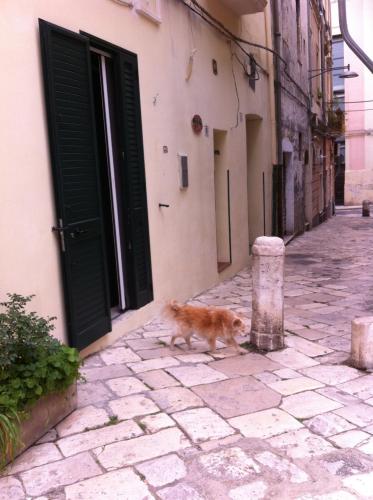 an orange cat walking down a stone street at Malvasia room in Brindisi