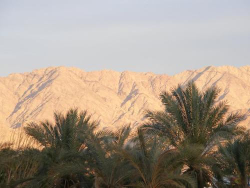 a group of palm trees in front of a mountain at Dan Eilat Hotel in Eilat