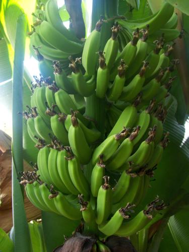 a bunch of green bananas on a banana tree at A casa da Maria in Luz de Tavira