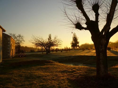 a tree in a field with the sunset in the background at La SERPAUDERIE in Saint-André-de-Lidon