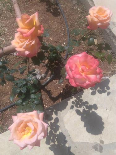 a group of pink and yellow roses on the ground at Yialos Apartments in Pissouri