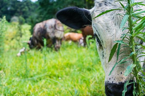 a close up of a cow eating grass in a field at Gowan Valley Guest Farm in Balgowan
