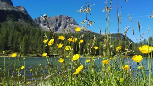 a field of yellow flowers in front of a lake at Hotel Arnika Wellness in Passo San Pellegrino