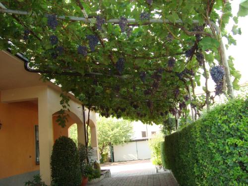 a bunch of purple flowers hanging from a tree at B&B Esperança in Frascineto