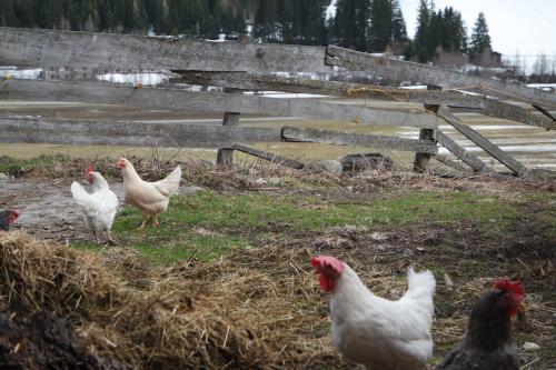 a group of chickens standing in a field at Unterbergerhof in Val di Vizze