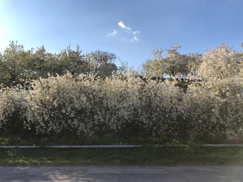 a hedge with white flowers on the side of a road at Garni Nature Villa in Garni
