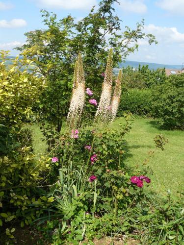 a garden with flowers and plants at Maison d'hotes Sainte Genevieve in Sainte-Geneviève