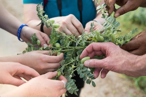 a group of people holding up a bunch of plants at Beit Al Baraka in Um Qeis