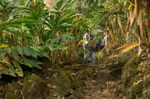 a group of people walking through a jungle at Windermere Estate in Munnar
