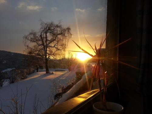 a sun shining through a window with a plant at Panoramahotel Obkircher in Nova Ponente