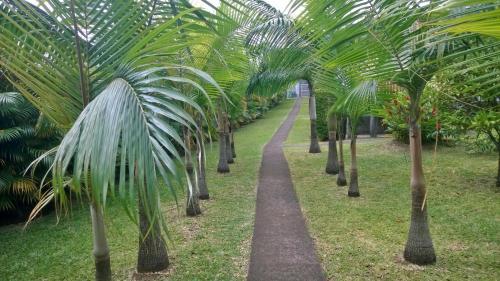 a path between palm trees in a park at Les Bungalows du Mont-Auban in Sainte-Clotilde