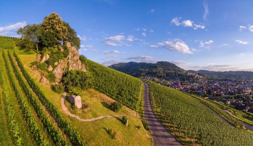 a hill with vineyards and a road on it at Apartment Kirschblüte in Appenweier