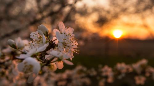 a bush of flowers with the sunset in the background at Apartment Kirschblüte in Appenweier