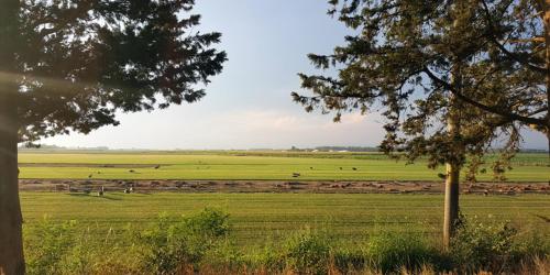 a field with animals grazing in the grass at b&b Bigolin Cristina in Fossalòn