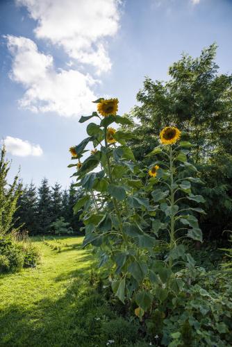 a sunflower is growing in a field of grass at Siedlisko Sabinowo in Węgorzewo
