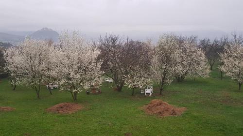 a group of trees with white flowers in a field at Hanu lu Mos Opinca in Deva