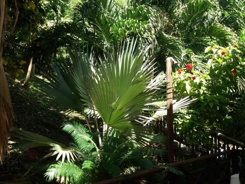 a palm tree in a garden with green plants at Reef View Pavilions - Villas & Condos in Lance aux Épines
