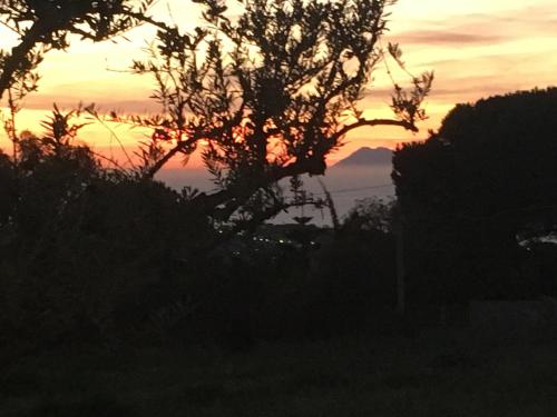 a sunset with a tree in the foreground at Agriturismo Seaview in Capo Vaticano