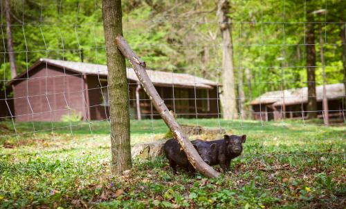 a black bear standing next to a tree at Déjá Vu Szállás & Rendezvény Zirc in Zirc