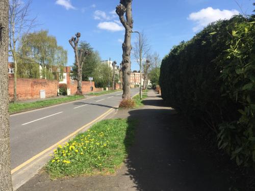 a street with trees and yellow flowers on the side of the road at Crescent Hotel in Reading