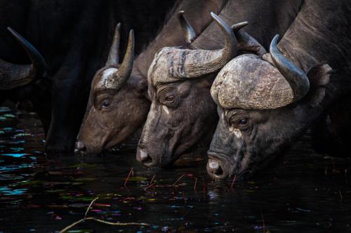 a group of cows drinking from the water at Motswari Private Game Reserve by NEWMARK in Timbavati Game Reserve