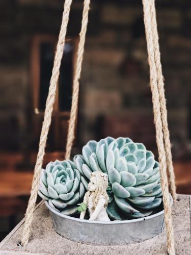 a small statue sitting in a bowl of succulents at Makoadi Farms Guesthouse in Clocolan