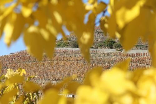 Φωτογραφία από το άλμπουμ του Hôtel Le Domaine des Vignes Ampuis Lyon Sud Vienne σε Ampuis