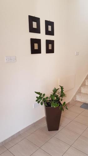 a plant in a pot on a white wall at Lazaros Pissouri Apartments in Pissouri