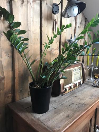 a plant sitting on top of a wooden table at Chez Jeanmyvonne in La Bresse