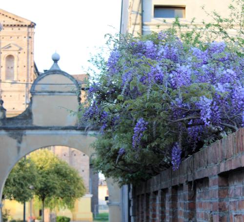 a bunch of purple flowers hanging on a wall at Green House in campagna in Melara