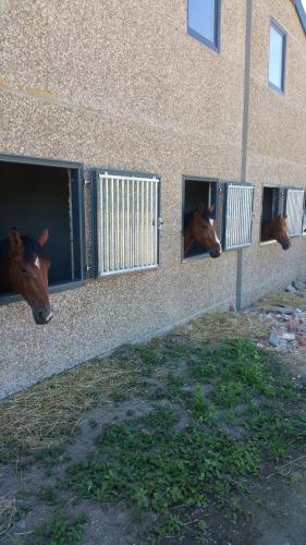 Animales en la casa o chalet o alrededores