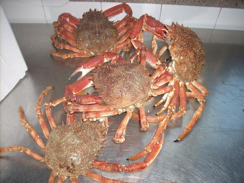 a group of three crabs sitting on a table at Ai Campi Di Marcello Hotel in Monfalcone