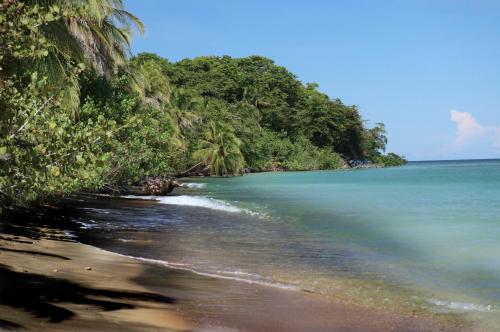 a beach with a group of trees and the ocean at Hotel & Cabinas Nadine in Cahuita